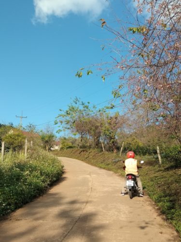 メーサロン【バイク情報】バイクタクシーでカフェとお茶畑巡り